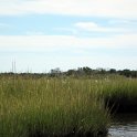 Egrets in the Grass